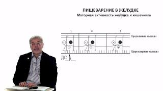 Евсеев А.В. Нормальная физиология. Лекция №26.Моторная активность желудка. Панкреас. Всасывание.2024