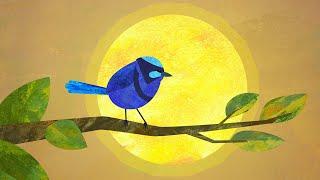 NodeFest Ident '24 | Splendid Fairywren by David Bennett