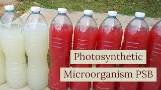 How to do photosynthetic microorganisms PSB ( liquit fertilizer)