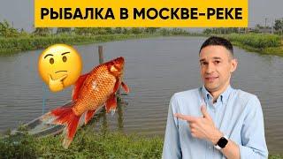 Опасно ли есть рыбу из городских водоемов?