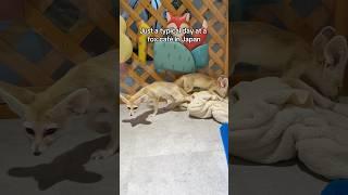 Chaos at a Japan Fox Café 