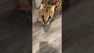 Adult Serval Hissing Sounds #serval #cat #servalcats #shorts