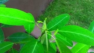 Desmodium motora leaf movements