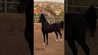 Рофл #horse #equestrian #edit