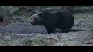 Wildlife moments in Estonia