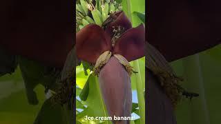 Racks of Ice Cream Bananas!! One of 6 currently on our plants  #banana #gardening #phoenix #fruit