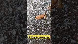 Как избавиться от слизней на участке? 