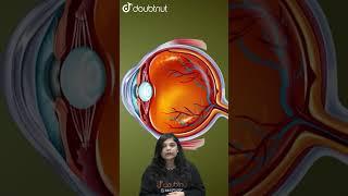 Class 10 Science | मानव नेत्र तथा रंगबिरंगा संसार | Human Eye and the Colourful World | #Shorts