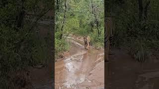 Tiger vs King Cobra #wildlife #shorts #ytshorts #travelfromhome #tadoba #wildlife #viral #trending