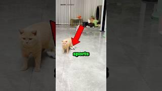 Never Let Your Cat Play Sports.       #cat #funny #sports  #animals
