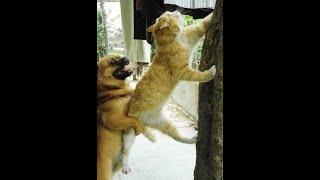  I caught the thief!  Funny video with dogs, cats and kittens! 