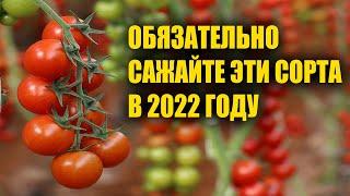 Сажайте эти мега Урожайные сорта Помидор для открытого грунта в феврале марте на Рассаду!