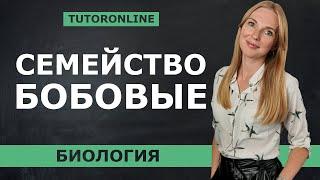 Семейство бобовые | Биология TutorOnline