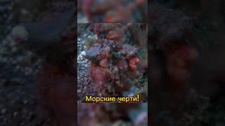 Кто такие Морские Черти? #nature #fish #oceanlife #naturevideo #wildlife