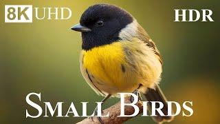 Small BIRDS 8K HDR - Names and Sounds