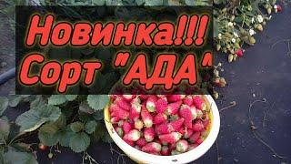 Новинка! Сорт клубники "АДА". Belklubnika.by