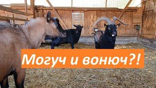 Что вы узнаете из лекции о козлах // Приглашение на вебинар