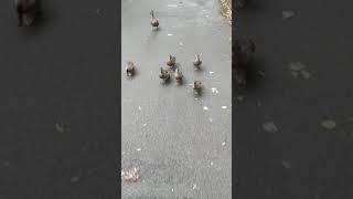 Duckling pursuit