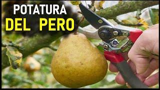 POTATURA DEL PERO