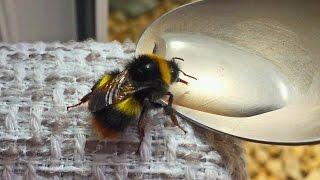 Bee First Aid - Feeding a Bee