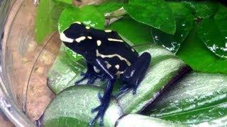 Unboxing More Poison Dart Frog from Sean Stewart