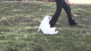 Amazing Dog Trick Jesse the Dog does a Somersault!