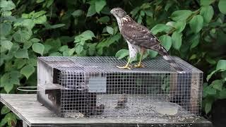 Lochin uchun qopqon// Accipiter on the Sparrow Trap HD