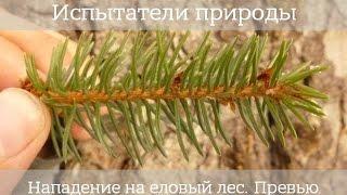 Испытатели природы: Нападение на еловый лес (Превью)