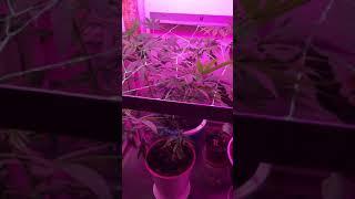 Выращивание марихуаны под LED #shorts #420 #whitewidow #growing #barcelona #seeds #weedgrowing