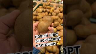  НОВЫЙ СОРТ БЕЛОРУССКОЙ КАРТОШКИ 