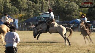 118 CABALLOS - CAT CLINA - BASTOS CON ENCIMERA Y BROCHE DE ORO DE CRIADORES DE CABALLOS de DESTREZAS