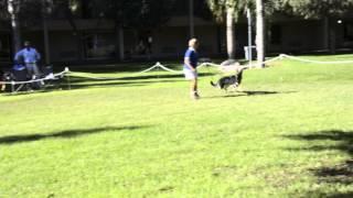 6 to 9 Puppy Bitch - German Shepherd Dog