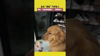金毛“拆家”气坏主人，网友：它应该知道错了，它都害怕了 #宠哈哈