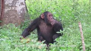 Young chimps play a game of 'who's dominant?' over a jackfruit!