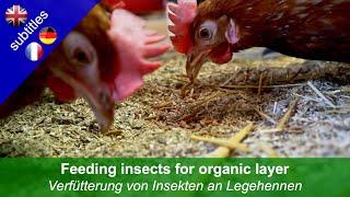 Feeding Insects for Organic Layers (OK-Net EcoFeed)