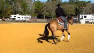 Nite Performance 2014 2yold colt 02/17/2016