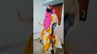 Hijabi hot dance virel hijabivirel girl virel short video hijab girl | trend shorts | muslim girl