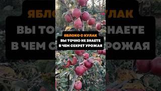 Яблоко с кулак - вы точно не знаете,в чем секрет урожая#дача#сад