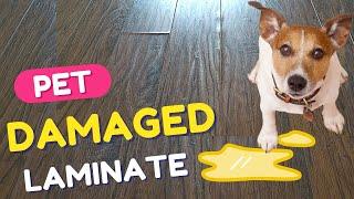 Damaged Laminate Flooring Repair - DIY - How to Fix Water Damaged Laminate Flooring - Pet Pee