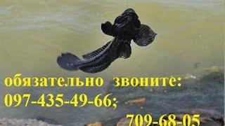 ОТДЫХ  В  ЗАТОКЕ