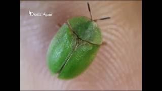 Flying a green Beetle