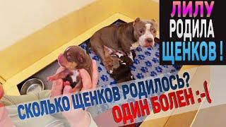 Лилу Родила! Сколько щенков? Один щенок больной. Что с ним?