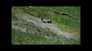 Shooting Prairie Dogs