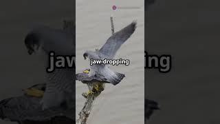 Zooming Through Nature: Fastest Animals!#fast #facts #animallife #animalfacts #viralvideo