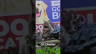 Oh Charlie! #cute #funny #squirrel