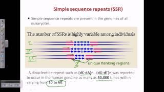 Simple sequence repeat (SSR) or microsattelite