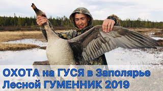 ОХОТА на ГУСЯ в Заполярье 2019. Лесной ГУМЕННИК