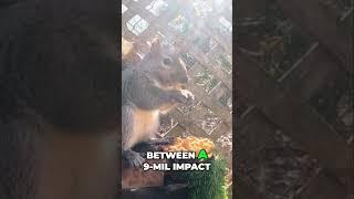 Squirrel Gets a 7.62 Dirt Naps