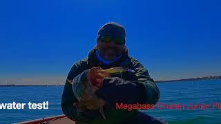 Megabass Vision Oneten Junior Plus 1 Jerkbait catches a Big Smallmouth bass!