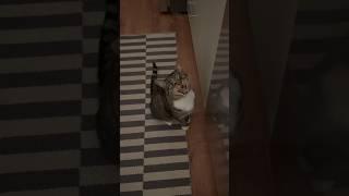 This is how he gets his late night snack